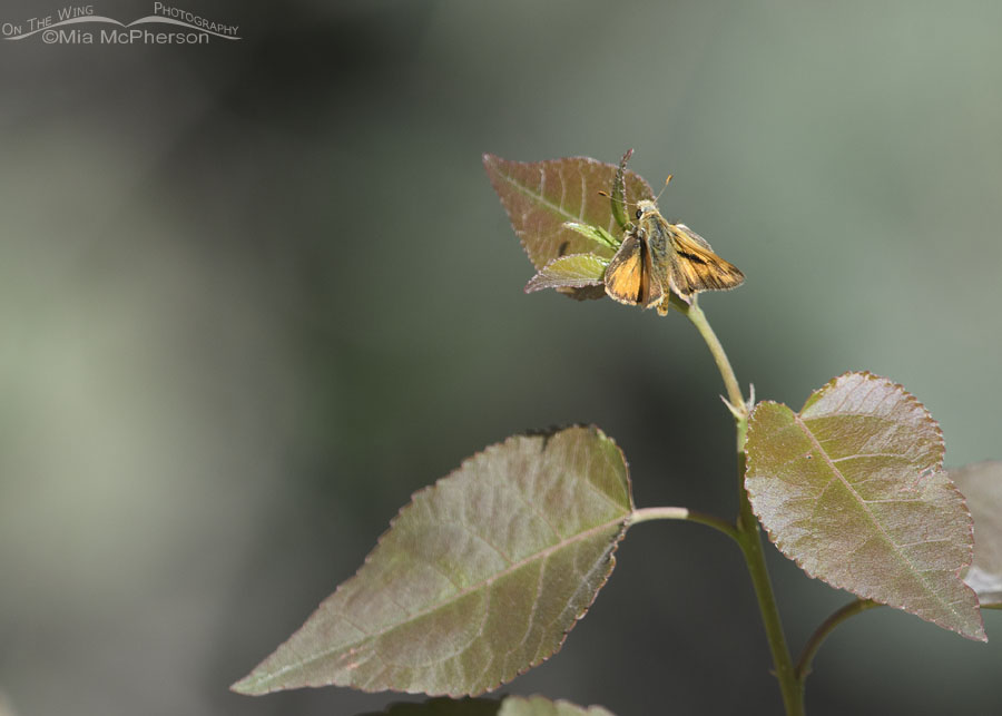 Woodland Skipper butterfly resting on a leaf, Wasatch Mountains, Morgan County, Utah