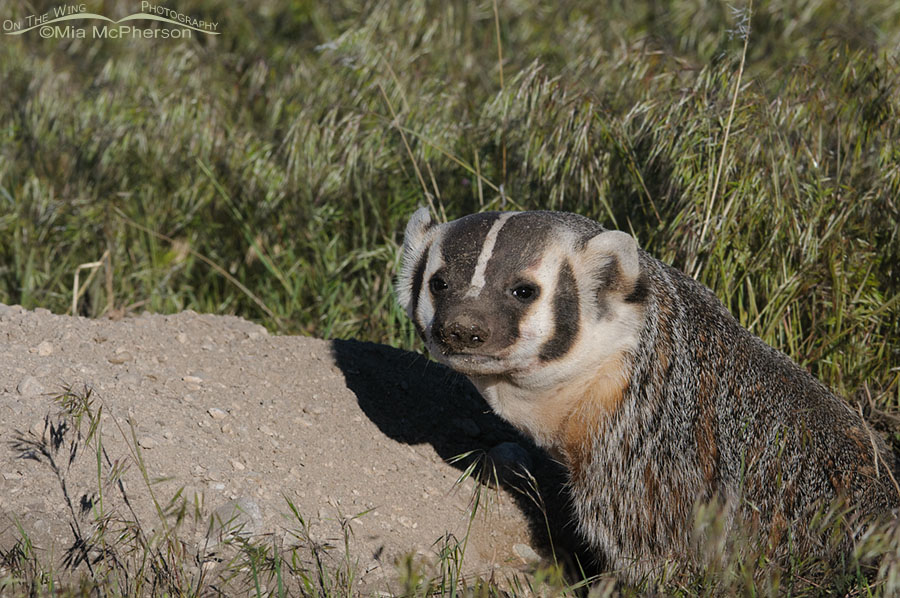 American Badger next to its burrow, Antelope Island State Park, Davis County, Utah