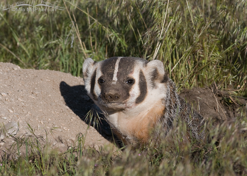 American Badger at its burrow, Antelope Island State Park, Davis County, Utah