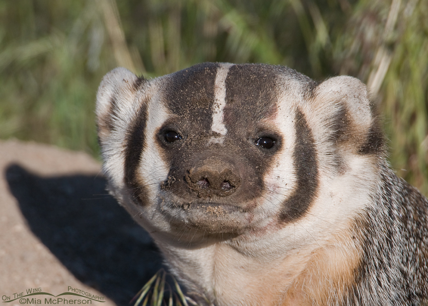 Close up of the dirty face of an American Badger, Antelope Island State Park, Davis County, Utah