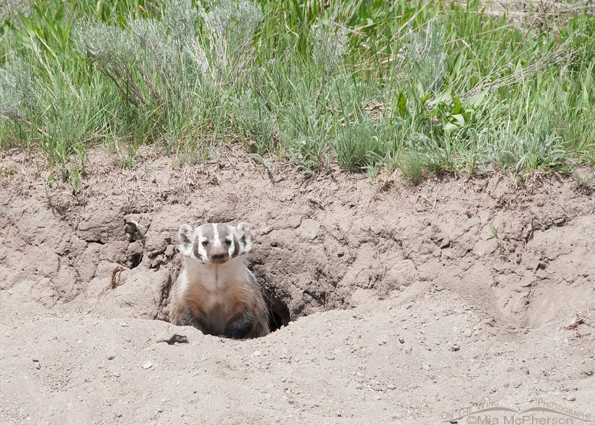American Badger at its den, Clark County, Idaho