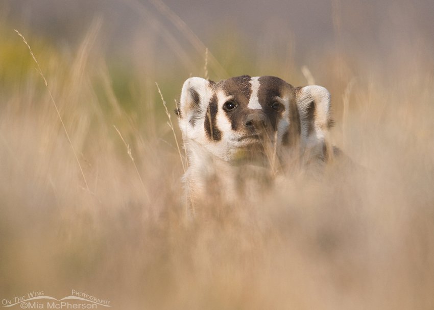 Hidden American Badger, Red Rock Lakes NWR, Beaverhead County, Montana