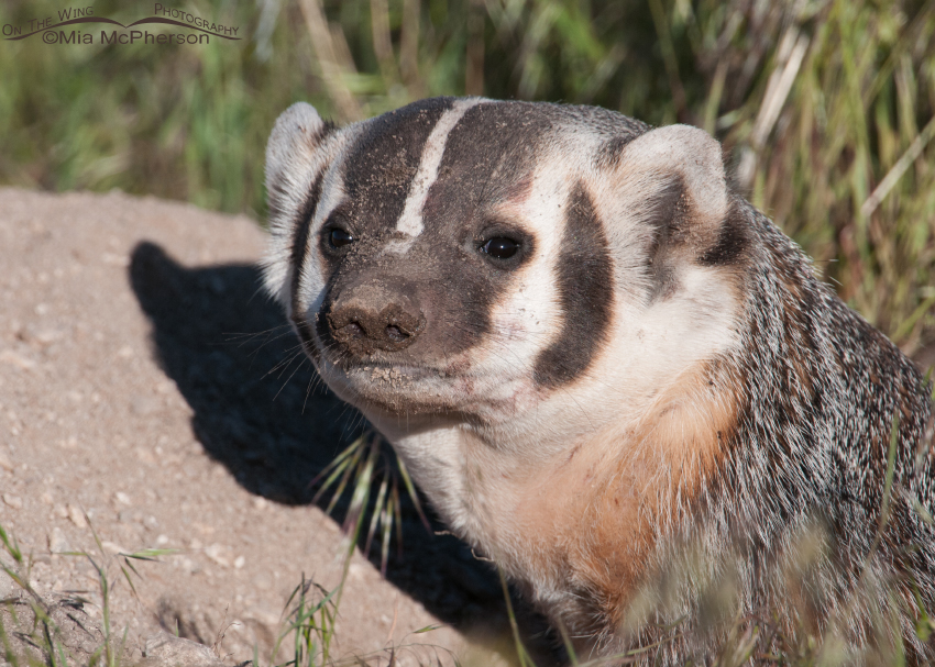 American Badger portrait, Antelope Island State Park, Davis County, Utah