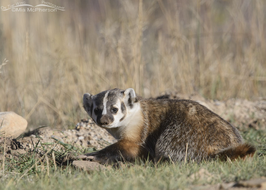 American Badger at a hole it was digging, Wasatch Mountains, Summit County, Utah