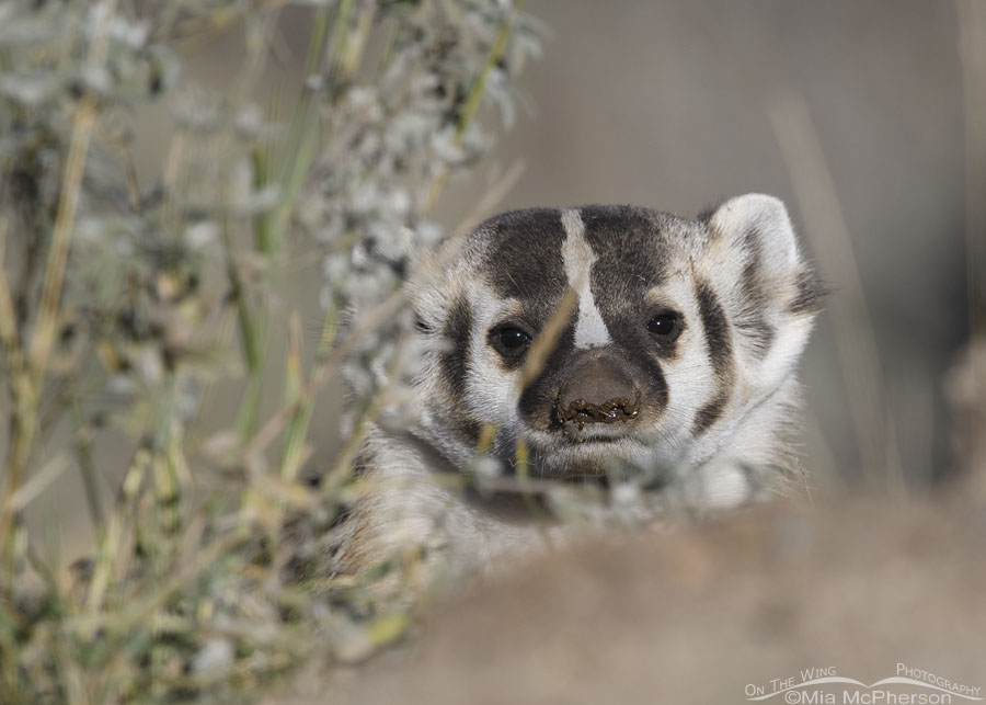 American Badger with a dirty nose, Wasatch Mountains, Summit County, Utah