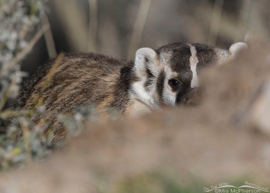 Peek-a-boo American Badger, Wasatch Mountains, Summit County, Utah