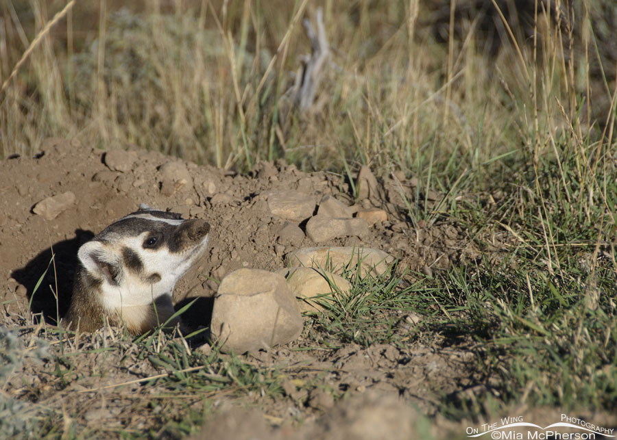 American Badger coming out of its burrow, Wasatch Mountains, Summit County, Utah