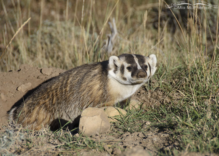 American Badger in soft morning light, Wasatch Mountains, Summit County, Utah
