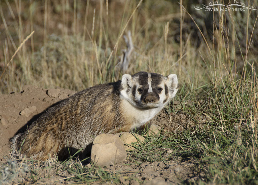 Head on look from an American Badger, Wasatch Mountains, Summit County, Utah