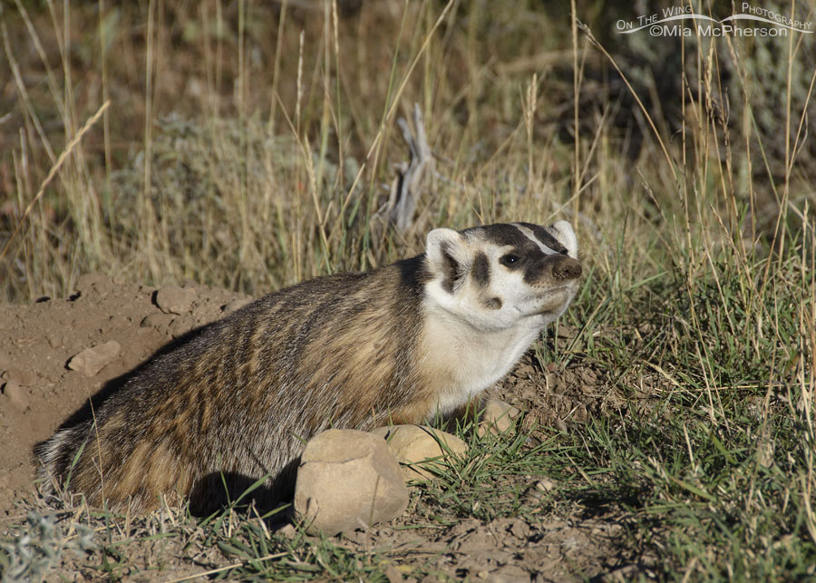 American Badger sniffing the air, Wasatch Mountains, Summit County, Utah