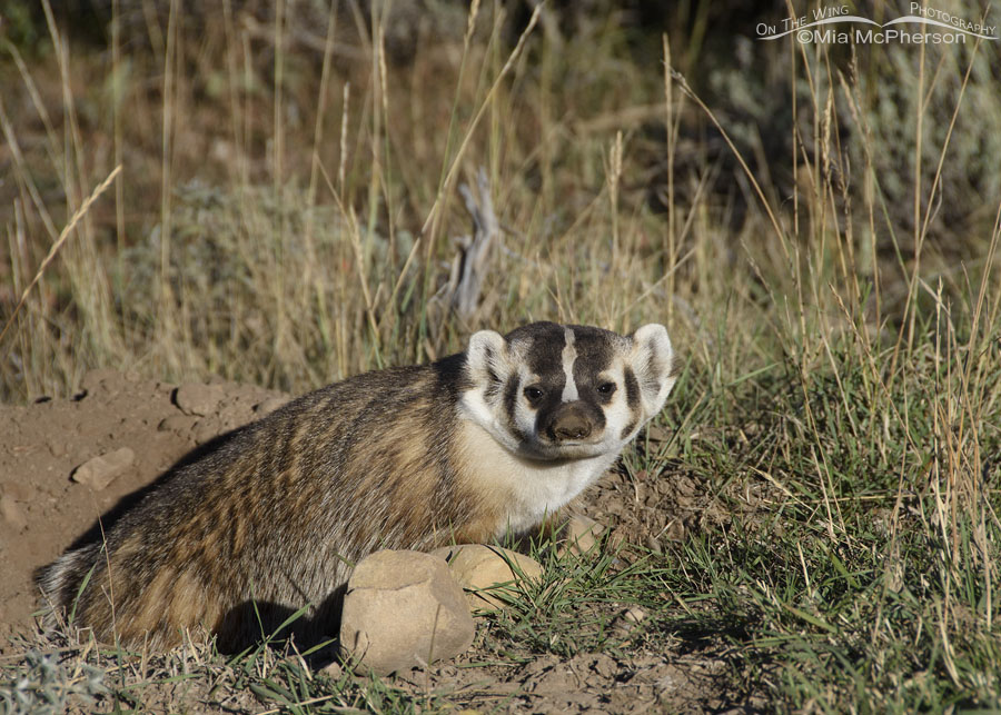 American Badger in the Wasatch Mountains, Wasatch Mountains, Summit County, Utah