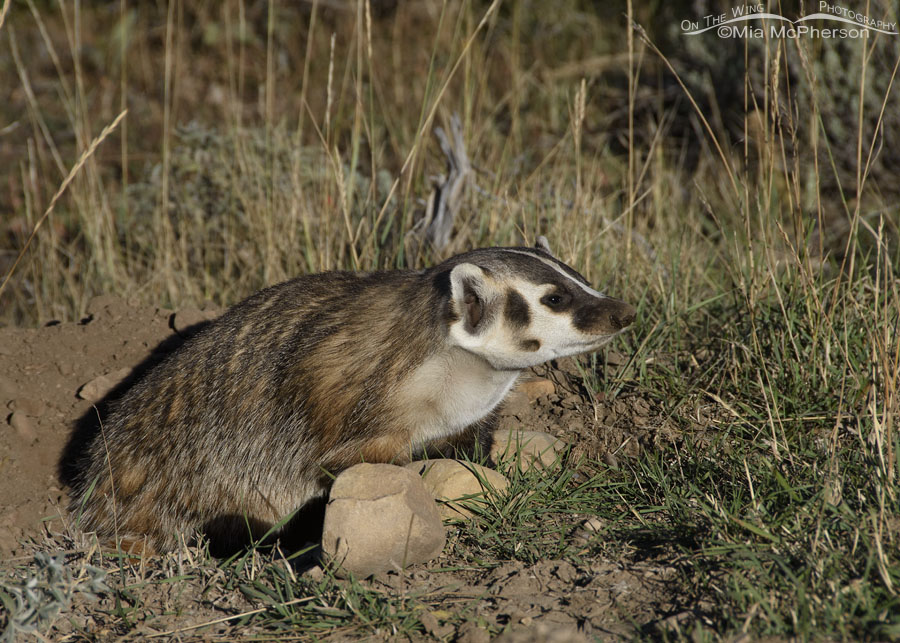 American Badger looking at a vehicle, Wasatch Mountains, Summit County, Utah