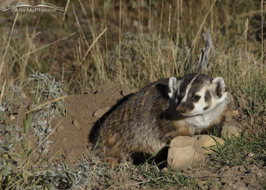 American Badger in Summit County, Wasatch Mountains, Summit County, Utah