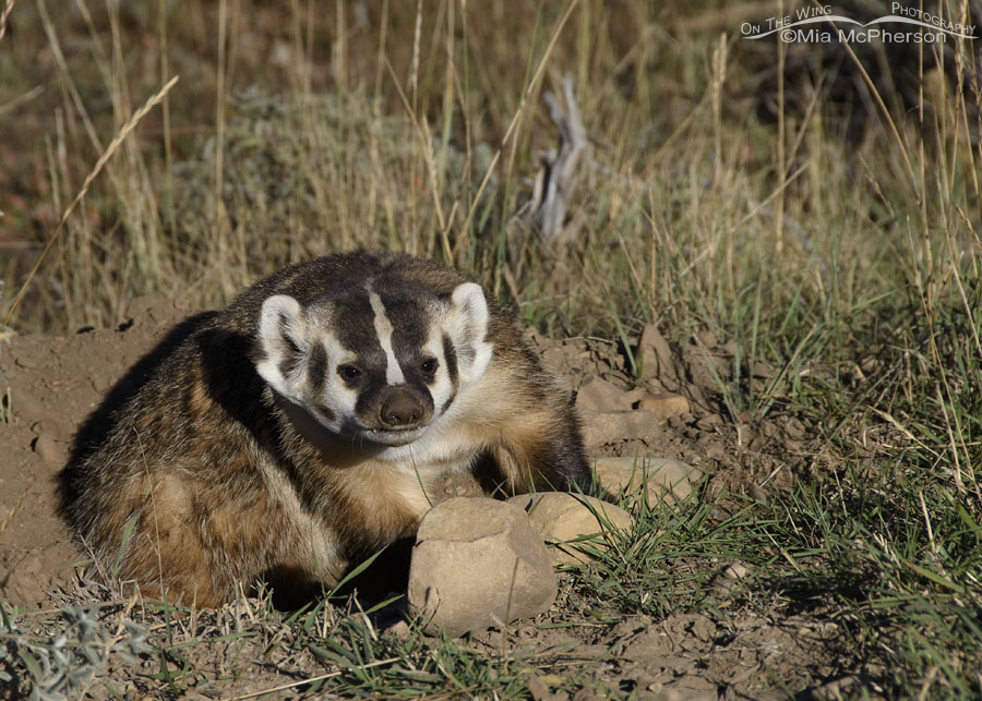 American Badger after a good scratch, Wasatch Mountains, Summit County, Utah