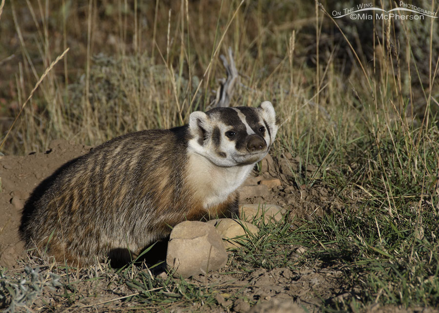 American Badger on an autumn morning, Wasatch Mountains, Summit County, Utah