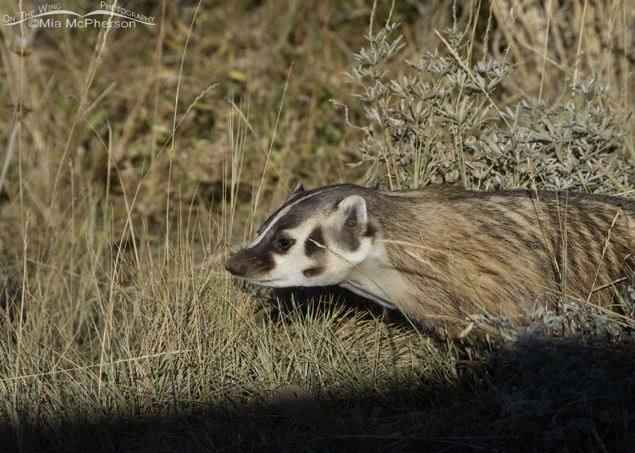 American Badger moving away from its burrow, Wasatch Mountains, Summit County, Utah