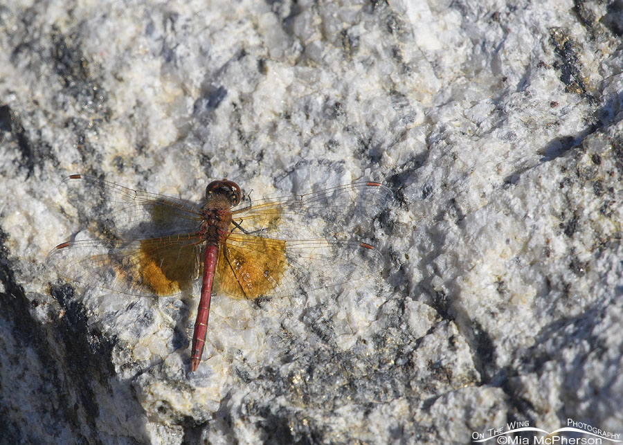Band-winged Meadowhawk Dragonfly Images