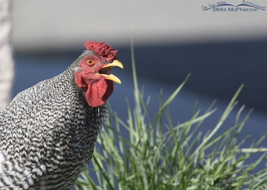 Calling Barred Plymouth Rock rooster, Bear River Migratory Bird Refuge, Box Elder County, Utah