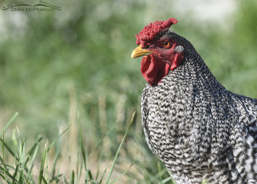 Barred Plymouth Rock rooster close up, Bear River Migratory Bird Refuge, Box Elder County, Utah