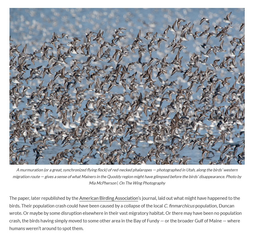 Where Have All The Phalaropes Gone? - Down East magazine October 2022