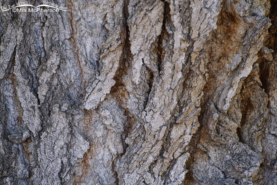 Cottonwood tree bark close up, Salt Lake County, Utah