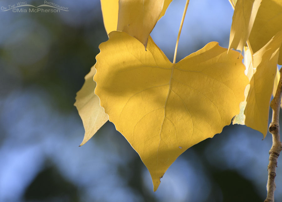 Cottonwood leaf in autumn, Salt Lake County, Utah