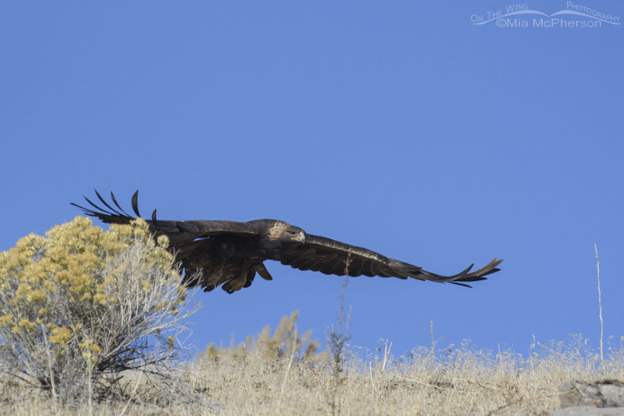 Adult Golden Eagle rising above a ridge, Box Elder County, Utah