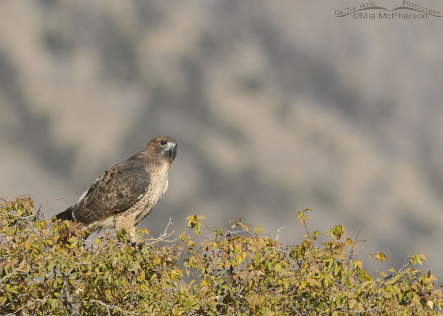 Adult Red-tailed Hawk perched on a hackberry, Box Elder County, Utah