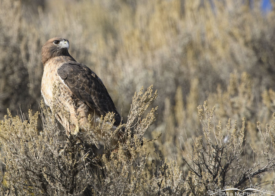 Adult Red-tailed Hawk perched in autumn sage, Box Elder County, Utah