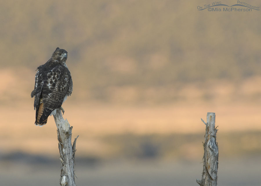 Red-tailed Hawk waiting for the morning light, West Desert, Tooele County, Utah