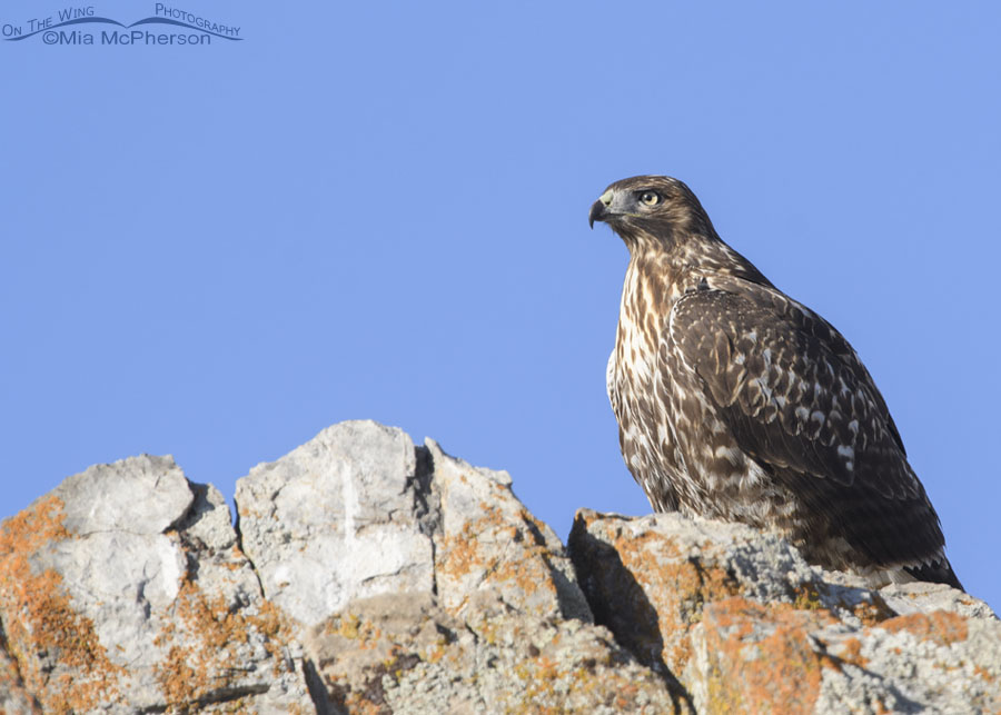 Young dark morph Red-tailed Hawk on a cliff, Box Elder County, Utah
