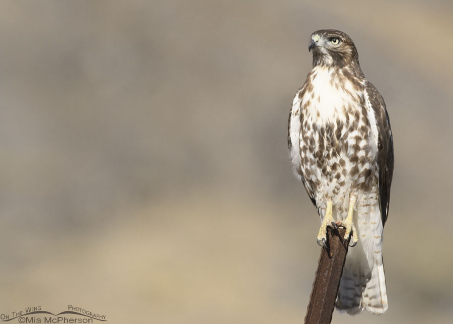 Young desert dwelling Red-tailed Hawk, Box Elder County, Utah