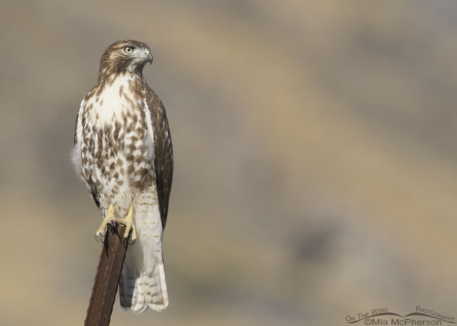 Stony eyed immature Red-tailed Hawk, Box Elder County, Utah