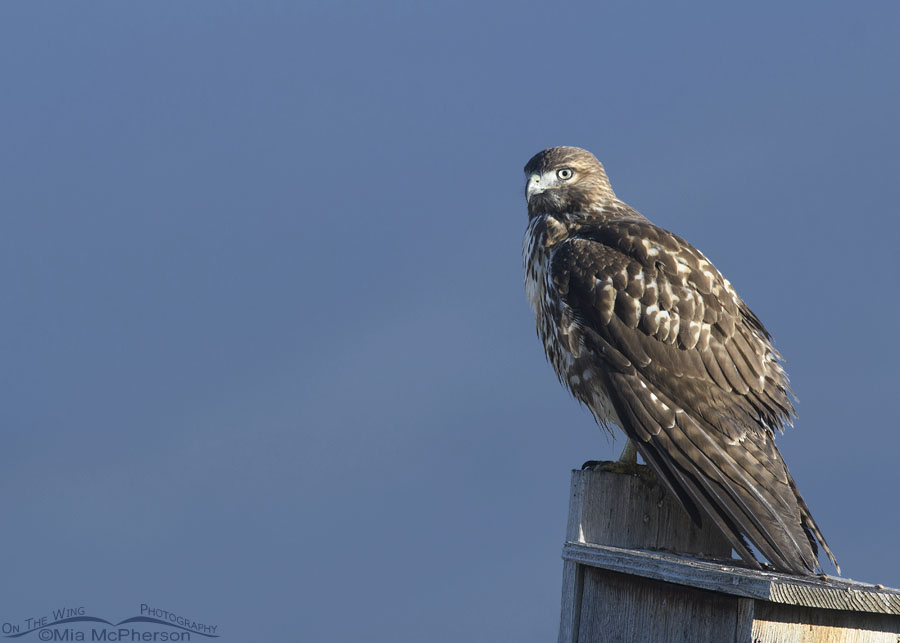 Immature Red-tailed Hawk on a nest box in early morning light, Farmington Bay WMA, Davis County, Utah