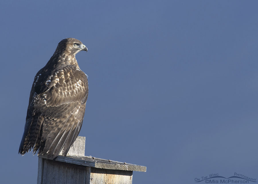 Stern looking immature Red-tailed Hawk, Farmington Bay WMA, Davis County, Utah