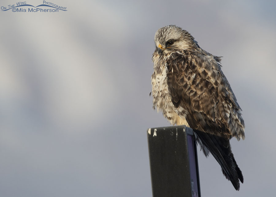 Male light morph Rough-legged Hawk on a February morning, Bear River Migratory Bird Refuge, Box Elder County, Utah