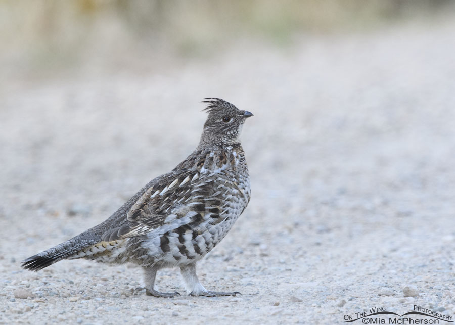 Ruffed Grouse in the Wasatch Mountains, Morgan County, Utah