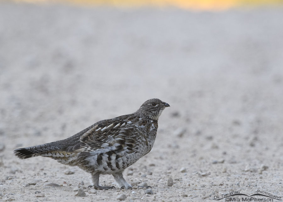 Ruffed Grouse a minute before good light, Wasatch Mountains, Morgan County, Utah