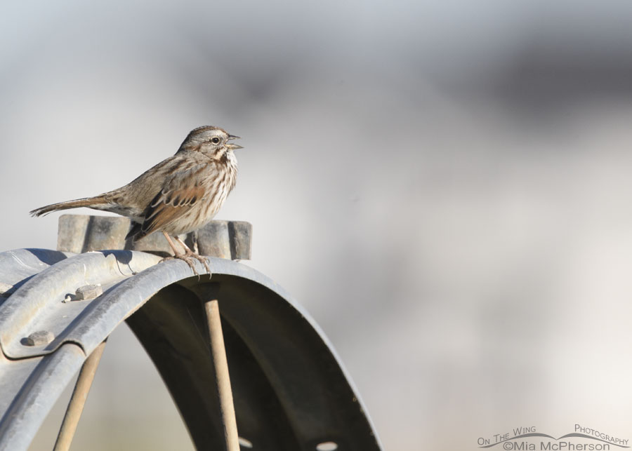 Singing Song Sparrow, Farmington Bay WMA, Davis County, Utah