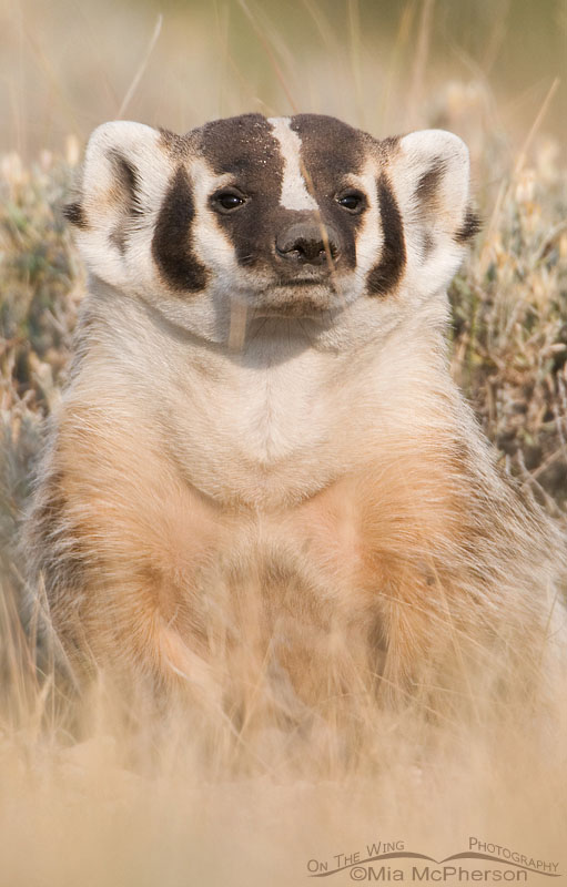 Curious American Badger, Red Rock Lakes NWR, Beaverhead County, Montana
