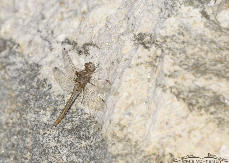Female Striped Meadowhawk dragonfly hanging on a boulder, Farmington Bay WMA, Davis County, Utah
