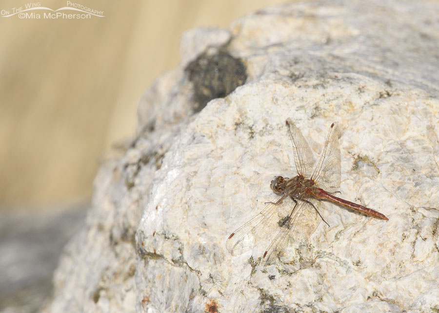 Striped Meadowhawk Dragonfly Images