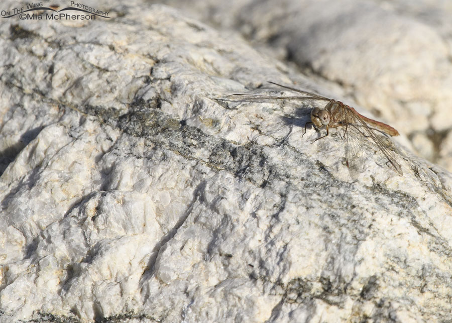 Possible Striped Meadowhawk dragonfly at Farmington Bay WMA, Davis County, Utah