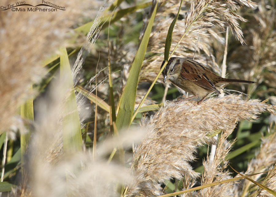 Swamp Sparrow at Bear River MBR, Bear River Migratory Bird Refuge, Box Elder County, Utah