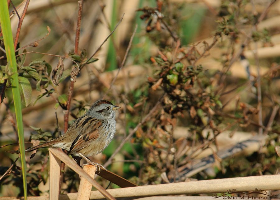 Swamp Sparrow at John Chesnut Sr. Park, Pinellas County, Florida