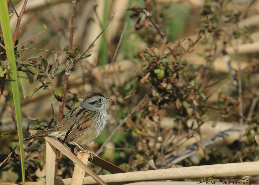 Swamp Sparrow at John Chesnut Sr. Park, Pinellas County, Florida
