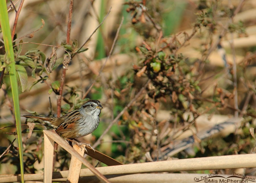 Swamp Sparrow in a swamp, John Chesnut Sr. Park, Pinellas County, Florida