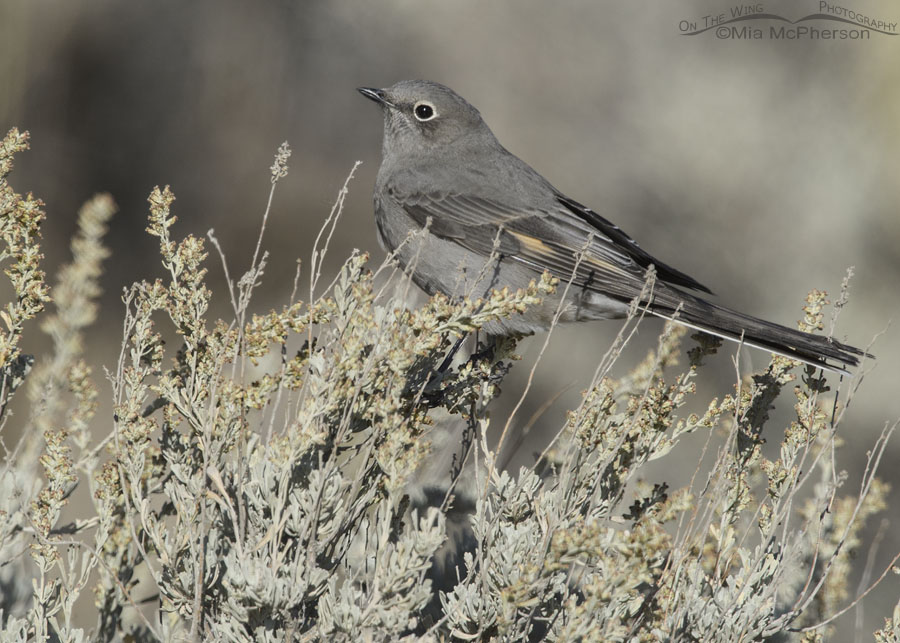 Townsend's Solitaire perched in sage, Box Elder County, Utah