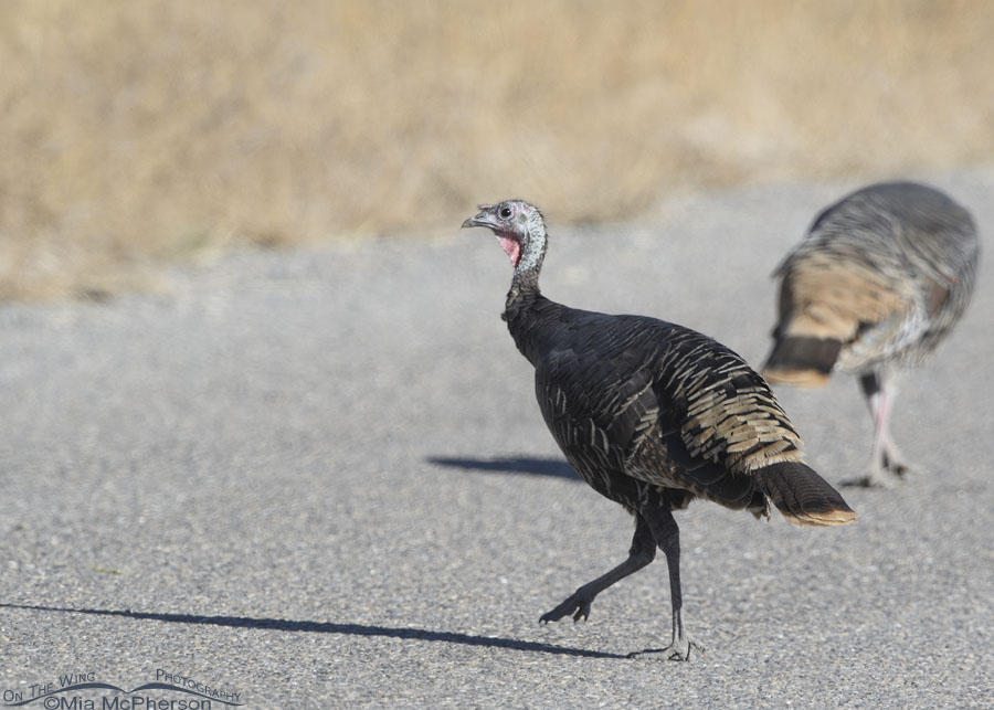 Jaywalking Wild Turkey hen, Box Elder County, Utah