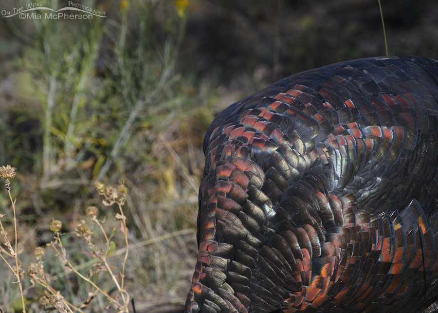 Colors in a Wild Turkey tom's plumage, Wasatch Mountains, Morgan County, Utah